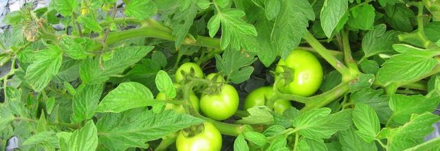 Parterres à  tomates 
