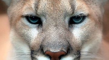 Ils nous ont à l'oeil ... 