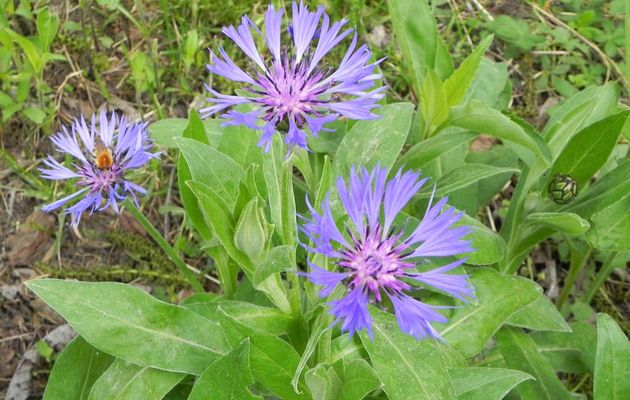 une fleur de Centaurée des montagnes ou Bleuet 