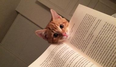 Des chats en lecture !