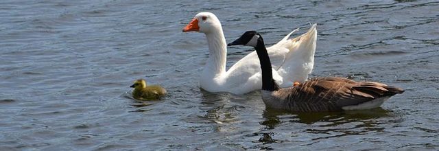 Rambouillet : Une famille (presque) comme les autres ! 