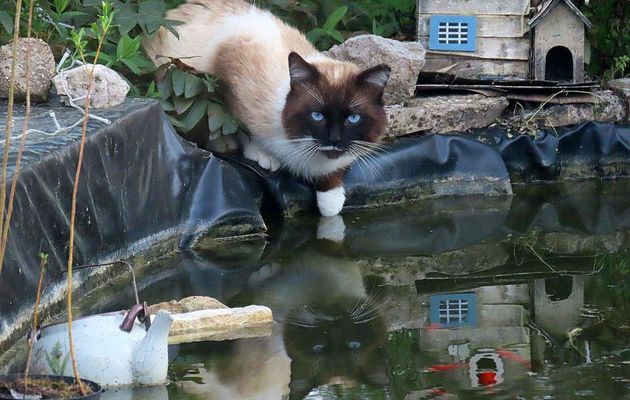 un minou qui boit dans mon bassin