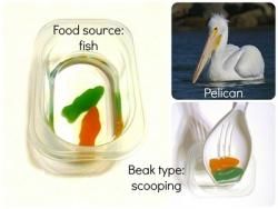 Fais comme l'oiseau ... pourquoi les oiseaux ont-ils des becs différents ?