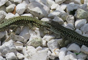 2 lézards qui ?  ...