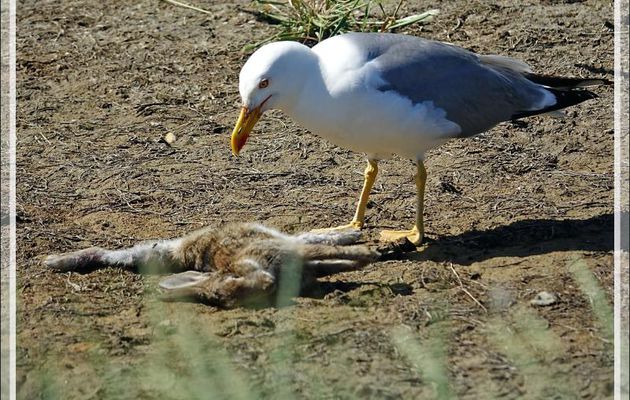 Le Goéland leucophée et le lapin mort, the Yellow-legged Gull and the dead rabbit (Larus michahellis) - Ars-en-Ré - Île de Ré - 17