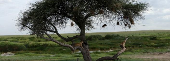Les lions du Sérengeti, Tanzanie