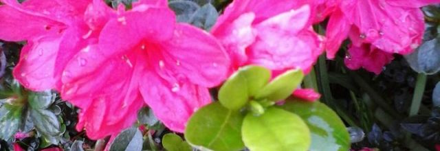  Fleurs en hiver 
