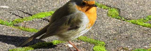 un rouge gorge qui ...