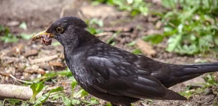 Pourquoi la disparition des oiseaux est un véritable désastre ?