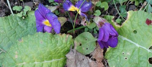 De la couleur au jardin 