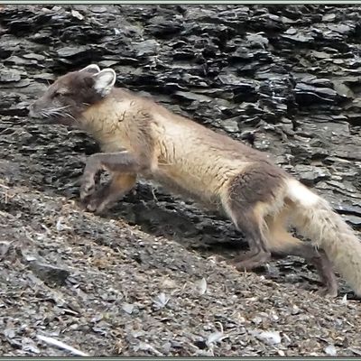 Nous laissons les rennes pour entrer dans le canyon et observer les Mouettes tridactyles (Rissa tridactyla) et très vite nous repérons deux Renards arctiques ou Isatis (Vulpes lagopus) - Diskobukta - Edgeøya - Svalbard - Norvège