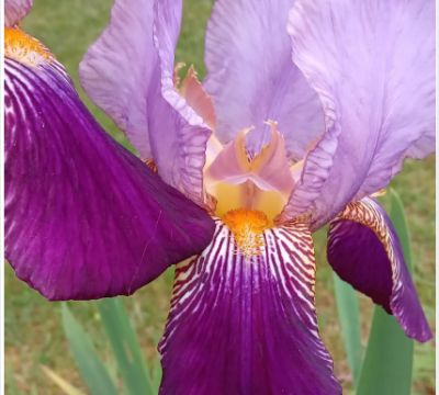 Les beautés de dame Nature