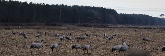 GRUES CENDRÉES - ARJUZANX (40) - JANVIER 2025