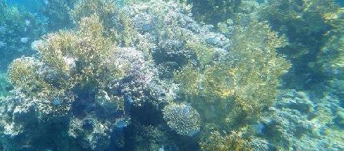 Jordanie (16) Aqaba 2