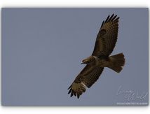 Buse variable ou Bondrée apivore ?