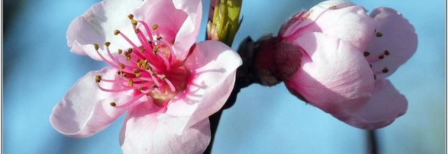 Pêcher (1) - Prunus persica