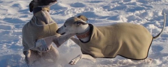 Partie de jeux dans la poudreuse!