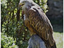 Milan royal - Milvus milvus - Red Kite