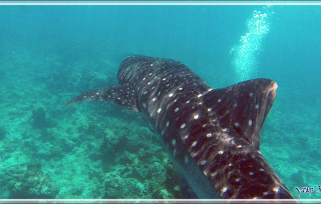 Ma cinquième rencontre avec un Requin-baleine - Sud de l'atoll d'Ari - Maldives