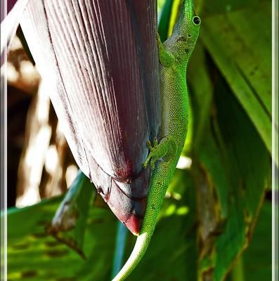 Gecko géant de Madagascar (Phelsuma madagascariensis grandis) - Nosy Be - Madagascar
