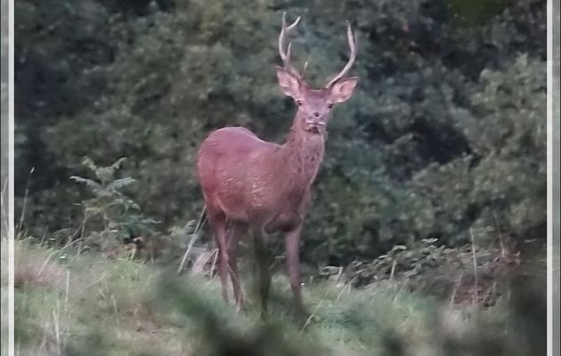 27/09/2019 : brame du cerf observé entre 7 h 15 et 8 h 15 - Lartigau - Milhas - 31