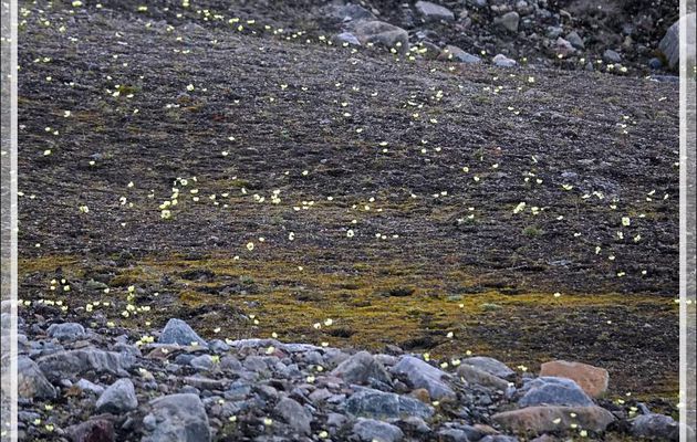 Pavot arctique, Arctic poppy (Papaver radicatum) - Devon Island - Nunavut - Canada