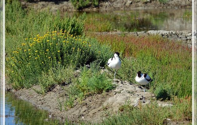 Avocette élégante, Pied Avocet (Recurvirostra avosetta) - Ars-en-Ré - Île de Ré - 17