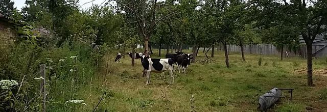 un petit tour dans le village Vittefleur 