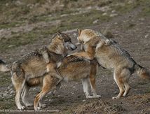 Loups de Sibérie (Canis lupus albus)