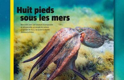 Les Salamandre de juin-juillet-