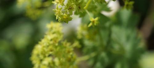 Les floraisons estivales en A