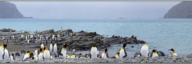 Manchot royal, King penguin (Aptenodytes patagonicus) - Whistle Cove - Fortuna Bay - Géorgie du Sud
