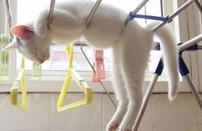 Chat Cool et Paisible. 