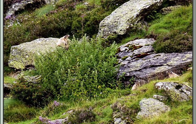 Faune des Pyrénées (Images de mon ancien blog, année 2011)