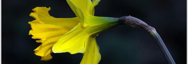 Narcisse (2) - Narcissus