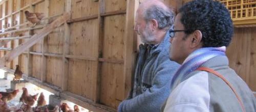 Une visite chez notre producteur d'œufs 