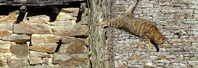 Dimanche c'est chat quand le samedi c'est ciel