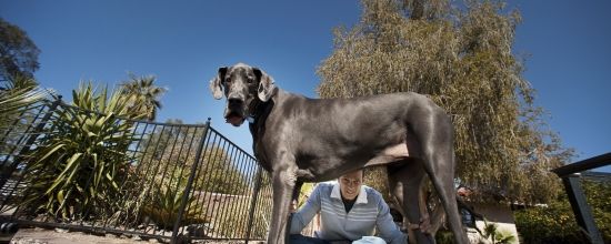 Le plus grand chien