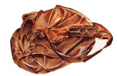 Ceci n'est pas une crotte.