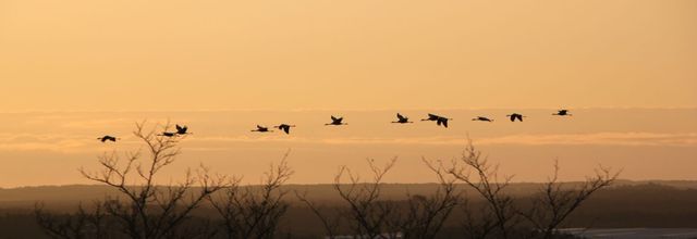 02 FEVRIER : LES GRUES D'ARJUZANX