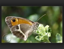 Tityre ou Ocellé rubanné (Pyronia bathseba) - Nymphalidae