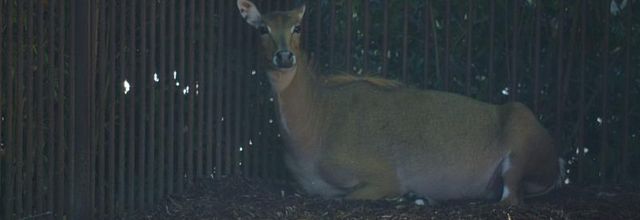 Ménagerie du Jardin des plantes : Antilope Nilgaut 