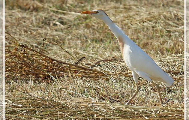 Héron garde-bœufs (plumage nuptial), Western Cattle Egret (Bubulcus ibis) - Loix - Ile de Ré - 17
