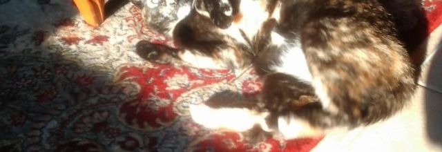 Dimanche c'est chat