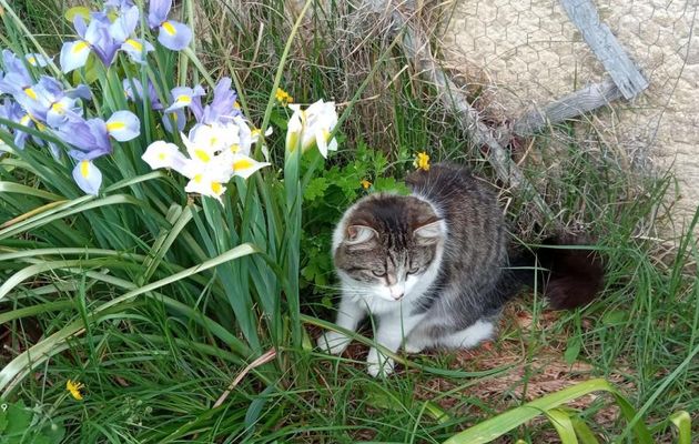 fleurs de jardin et +++
