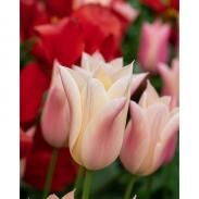 Avril est ma récompense