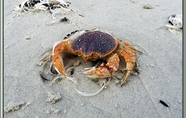 Crabe tracteur, Tractor crab (Peltarion spinulosum) - Saunders Island - Falkland Islands, Iles Malouines, Islas Malvinas