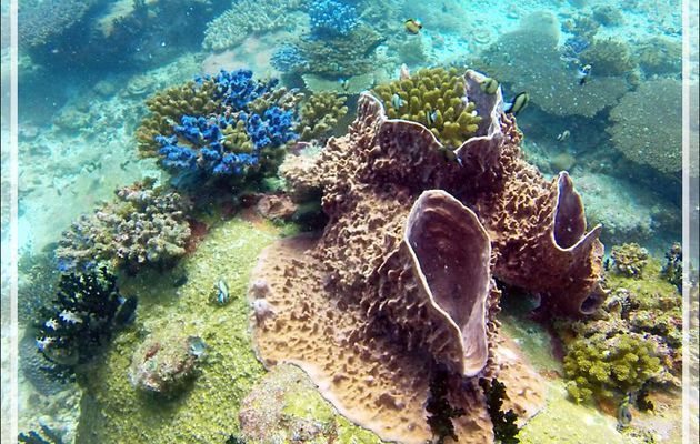 Éponge vase et ses voisins de récif - Nosy Tsarabanjina - Archipel des Mitsio - Madagascar