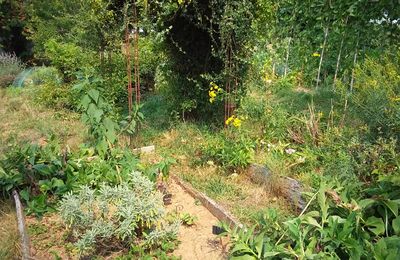 Potager de fin d’été 