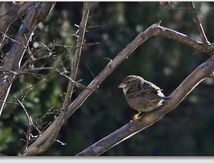 Passer domesticus - Moineau domestique femelle - Passériformes